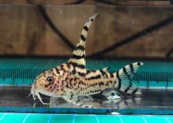 Hoplisoma sp. (Cw111)