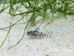 Hoplisoma sp. (Cw111)