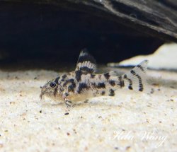Hoplisoma sp. (Cw111)