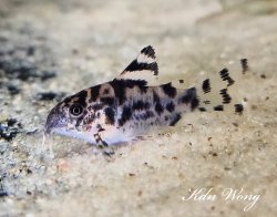 Hoplisoma sp. (Cw111)