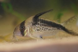 Hoplisoma sp. (Cw125)