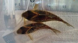 Hoplisoma sp. (Cw127)