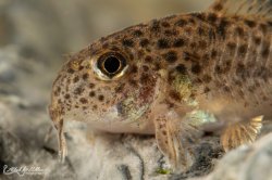 Hoplisoma sp. (Cw133)