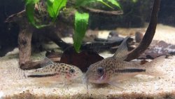 Hoplisoma sp. (Cw137) - Click for species page