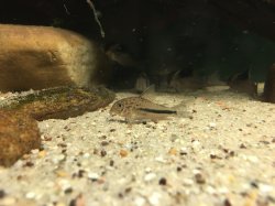 Hoplisoma sp. (Cw137)