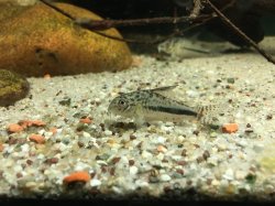 Hoplisoma sp. (Cw137)
