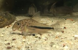 Hoplisoma sp. (Cw137)