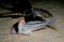 Hoplisoma sp. (Cw158) - Click for species page