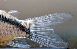 Hoplisoma sp. (Cw159)
