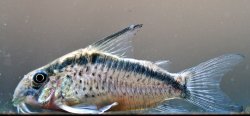 Hoplisoma sp. (Cw159)