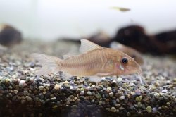 Hoplisoma sp. (Cw171) - Click for species page