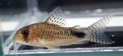 Hoplisoma sp. (Cw190) - Click for species page