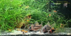 Hoplisoma tenebrosum