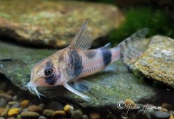 Hoplisoma tukano - Click for species page