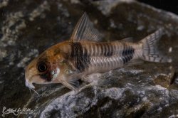 Hoplisoma tukano