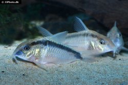 Hoplisoma urucu