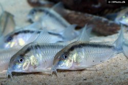 Hoplisoma urucu