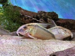 Hoplisoma urucu