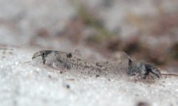 Hoplisoma weitzmani