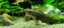 Hoplosternum punctatum - Click for species page