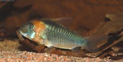 Osteogaster eques - Click for species page