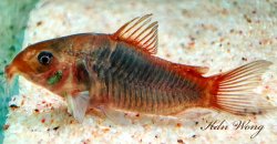 Osteogaster hephaestus