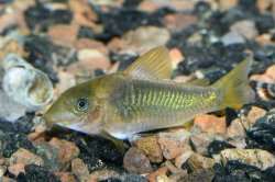 Osteogaster melanotaenia - Click for species page