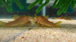Osteogaster melanotaenia