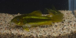 Osteogaster sp. (Cw009)