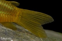 Osteogaster sp. (Cw009)