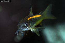 Osteogaster sp. (Cw010) - Click for species page