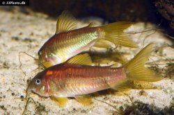 Osteogaster sp. (Cw014) - Click for species page