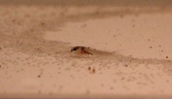 Osteogaster sp. (Cw014)