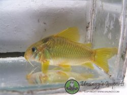 Osteogaster sp. (Cw078) - Click for species page