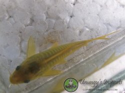 Osteogaster sp. (Cw078)