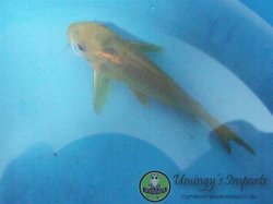 Osteogaster sp. (Cw078)