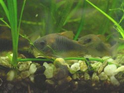 Osteogaster sp. `LLANOS`