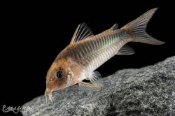 Osteogaster zygata - Click for species page