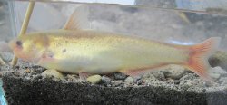 Cetopsis othonops - Click for species page