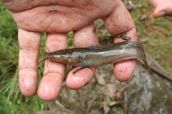 Clarias alluaudi