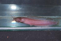 Clarias buthupogon - Click for species data page