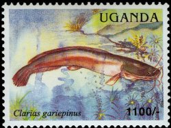 Clarias gariepinus