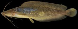 Clarias macrocephalus