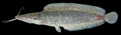 Clarias macrocephalus