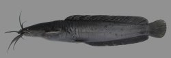 Clarias serniosus - Click for species page