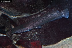Clarias theodorae - Click for species data page