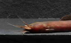 Gymnallabes typus