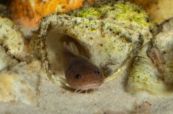 Lophiobagrus sp. (1)