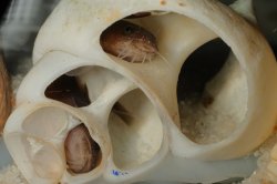 Lophiobagrus sp. (1)