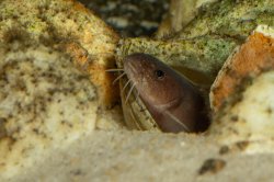Lophiobagrus sp. (1)